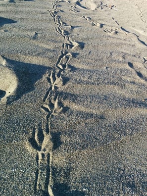 海辺のあしあと