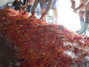 松葉かに　香住かに