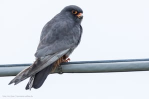 der seltene Rotfußfalke