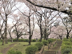 三ッ沢公園の桜