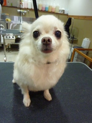 ショコラちゃん♪ママがお隣の美容院に行ってる間にキレイになっちゃいました☆