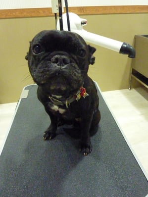 みかんちゃん♪いつもありがとう☆リボン気に入ってくれたかな?