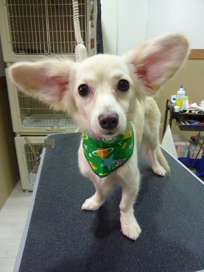 アルちゃん❤今回初めてのご利用ありがとうございます☆りっぱなお耳でしょ～？