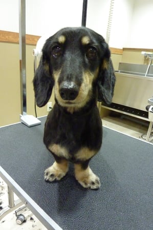 スジちゃん♪いつもありがとう!寒いから風邪引かないようにね❤