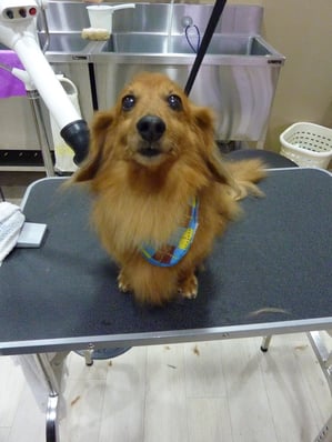 パプアちゃん❤人懐こいパプアちゃん☆シャンプーしてサッパリしたね！