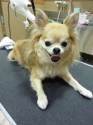 マロンちゃん❤いつも台の上では伏せちゃいます(#^.^#)