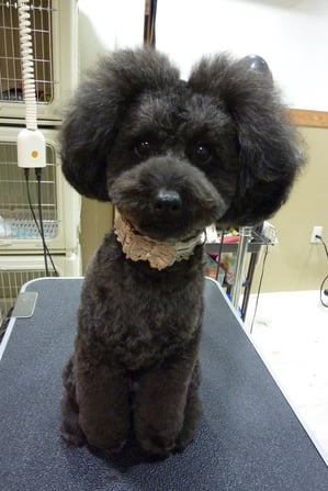 ミントちゃん♪トリミングルームに入っちゃえば尻尾振ってくれますよー❤