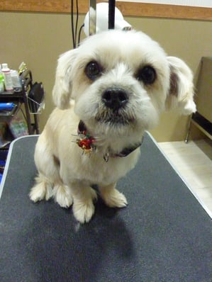 明ちゃん❤今回もサッパリカットしました～☆