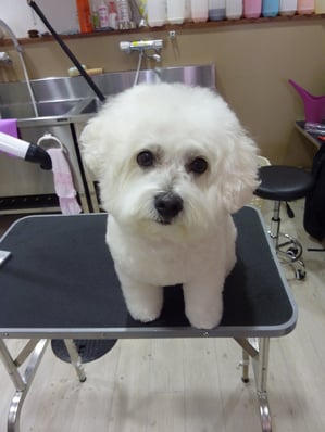 クーちゃん❤いつもありがとうございます☆体もだいぶ伸びました～(๑´▿｀๑)