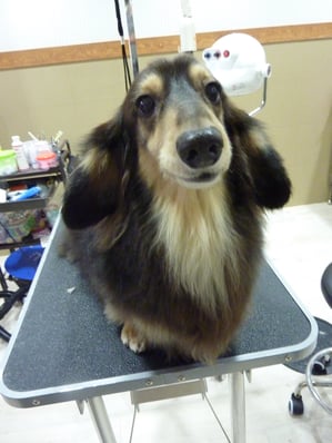 チョコちゃん❤