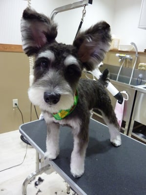 ぎんじろうちゃん❤大きなお耳がチャームポイント☆