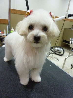 マルちゃん♪今日もお利口さんでした☆眠い?笑