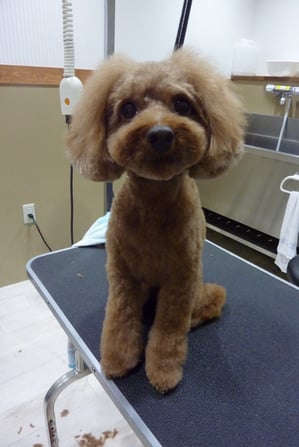 ミニョンちゃん♪お耳の毛はもう一息!?