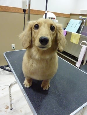 ハルちゃん❤ママのところに行きたくてジャンプする直前笑