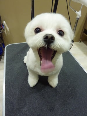 トトちゃん❤笑顔でお写真撮らせてくれました☆真っ白になったね！