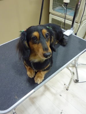 ロビンちゃん♪ハサミでスッキリ☆また来てねー(*^_^*)