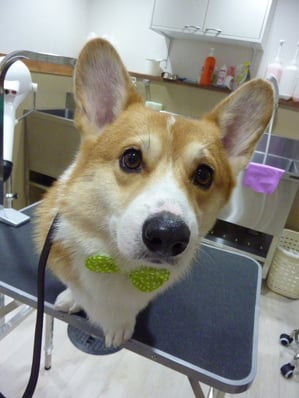 空丸ちゃん❤初めてルシアンに来てくれました～ありがとう☆