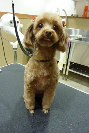 ここあちゃん♪だいぶのびてたのでスッキリしたね!