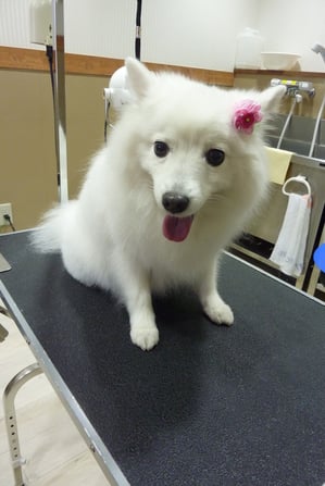 さくらちゃん♪いつもふわふわになって気持ちいいね♪