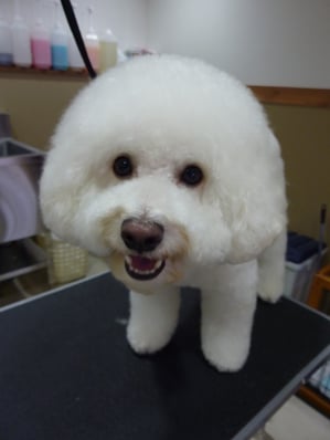 カイちゃん❤アゴ下はまだまだだけど、頑張って伸ばしましょう～☆