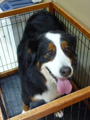 キャラメルちゃん❤お尻も切ってサッパリしたね☆