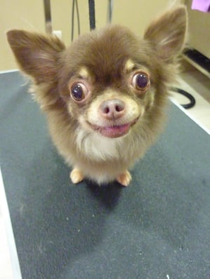 こつぶちゃん❤前向いてる？笑　愛嬌たっぷりのお顔がかわいい～❤