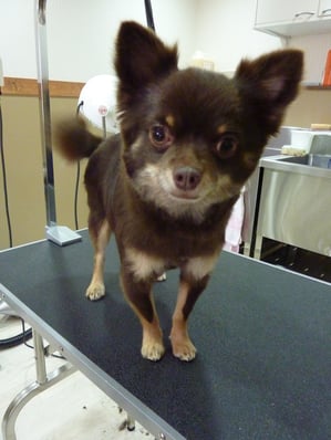 太郎ちゃん❤いつも元気な太郎ちゃん❤尻尾ブンブン！