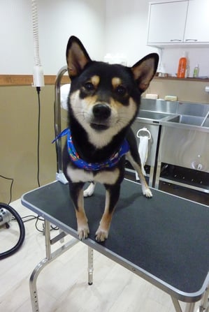 茶々丸ちゃん♪いつもカメラ目線ありがとー❤