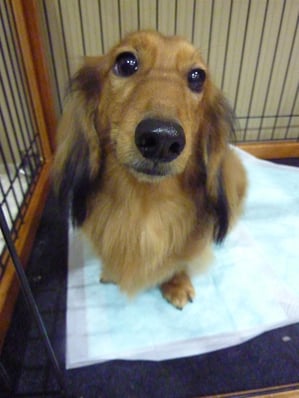 ロックちゃん❤