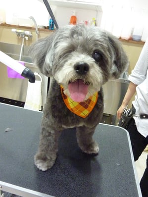 まいちゃん❤片目が不自由なんですが、元気いっぱい！