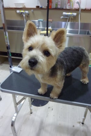 チロちゃん♪今日もお顔カット頑張ってくれました!