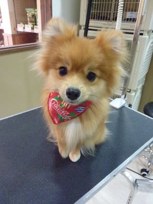 マロンちゃん❤初めてのご利用ありがとうございます！つぶらなお目眼がカワイイ❤