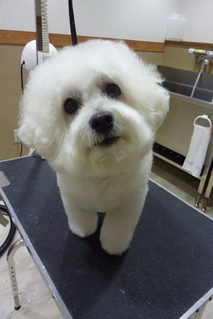 クーちゃん♪カイちゃんといつもありがとう(*^_^*)