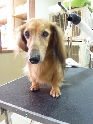 セイヤちゃん❤今回もとってもいい子でした～(ღ′◡‵) 