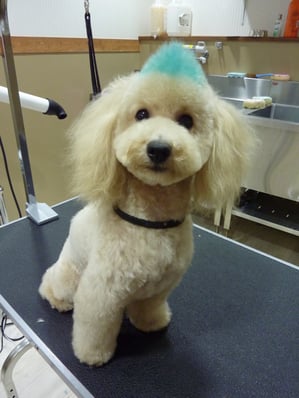 風太ちゃん❤モヒカン次はピンクにする！？