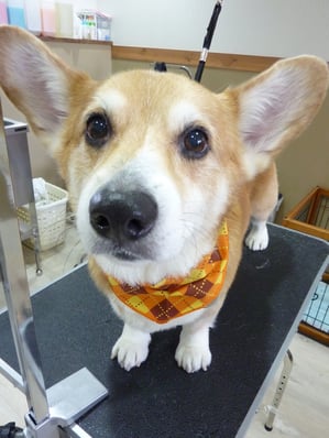 マッシュちゃん❤今回もお利口さんでした～☆また来てね♪