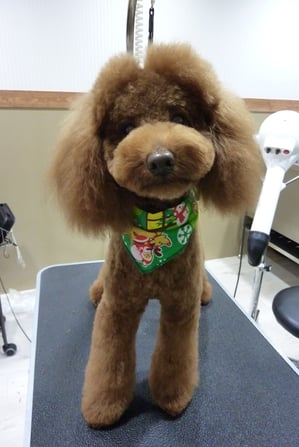 コテツちゃん♪初ご来店ありがとうございます!頭におチョンボできるように伸ばし中☆