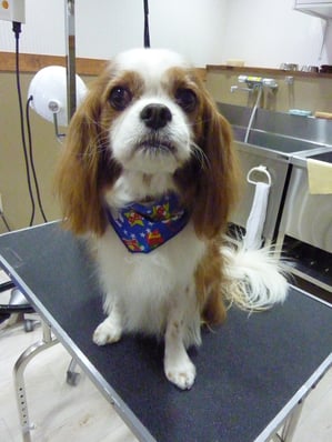 メルちゃん❤足の方も経過は順調でよかったね♪