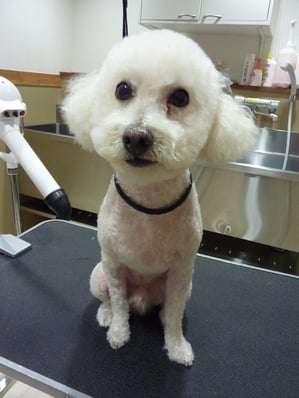 マロンちゃん♪初ご来店ありがとうございます!ツルツルになったので体調に気を付けてね~(*^_^*)