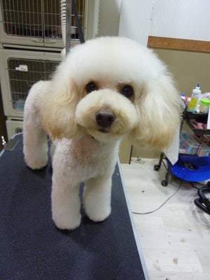 ショコラちゃん❤新しいカットの雰囲気ちょっと出てきたね！？