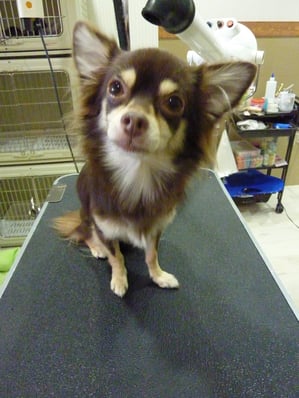 ハナちゃん❤いつもありがとう～もうかなりルシアンに慣れてくれたね！