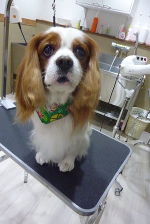 むさしちゃん♪ママとパパが大好きな甘えん坊❤