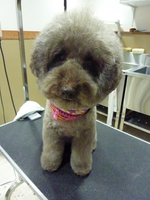 ポルンちゃん❤フードはおいしく食べてくれてるかな？