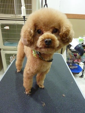 Ｃｏｃｃｏｌｏちゃん❤