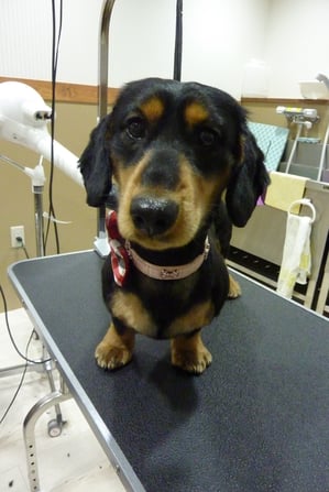 ロッキーちゃん♪短くなったから風邪引かないようにね☆