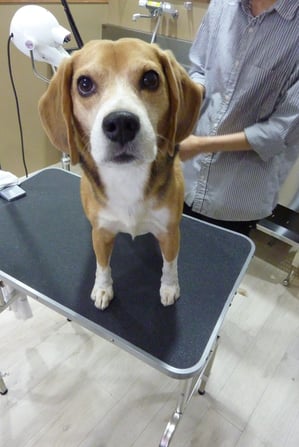 善ちゃん❤ルシアン初めてのご利用ありがとうございます☆とっても元気な子でした！