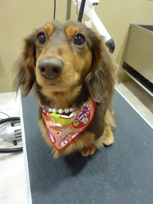 ティアラちゃん❤とってもお利口さんでしたよ～☆