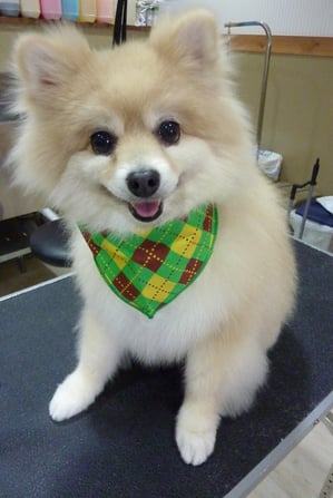 レオンちゃん♪ルシアンで初シャンプーお利口でした☆