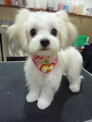 ゆなちゃん❤まだ仔犬チャン☆おめ目が真ん丸で美人さんだね！