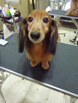 マックちゃん♪